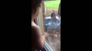 Puppy finds the pool. Baby belly laughs.