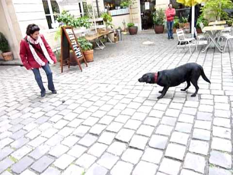 Tere jugando fut con portero canino