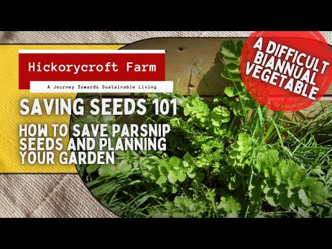 Saving Seeds 101 | How To Save Parsnip Seeds And Planning Your Garden