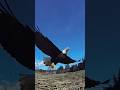 Wildlife Eagle On Hunt Eagle Eagle Voice Birds Wildlife Eagle