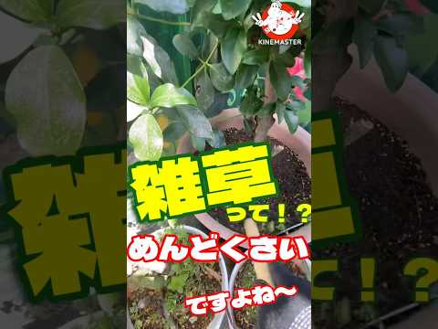 灰は雑草を殺しますか？実践的なヒントとアドバイス  庭園