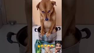 dog funny video 😂😂 || #shorts #funnyvideo