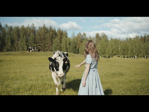 Vidéos vaches | vaches drôles