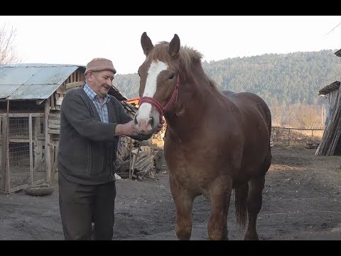 Manz Semigreu Romanesc - proprietar Simi 2018