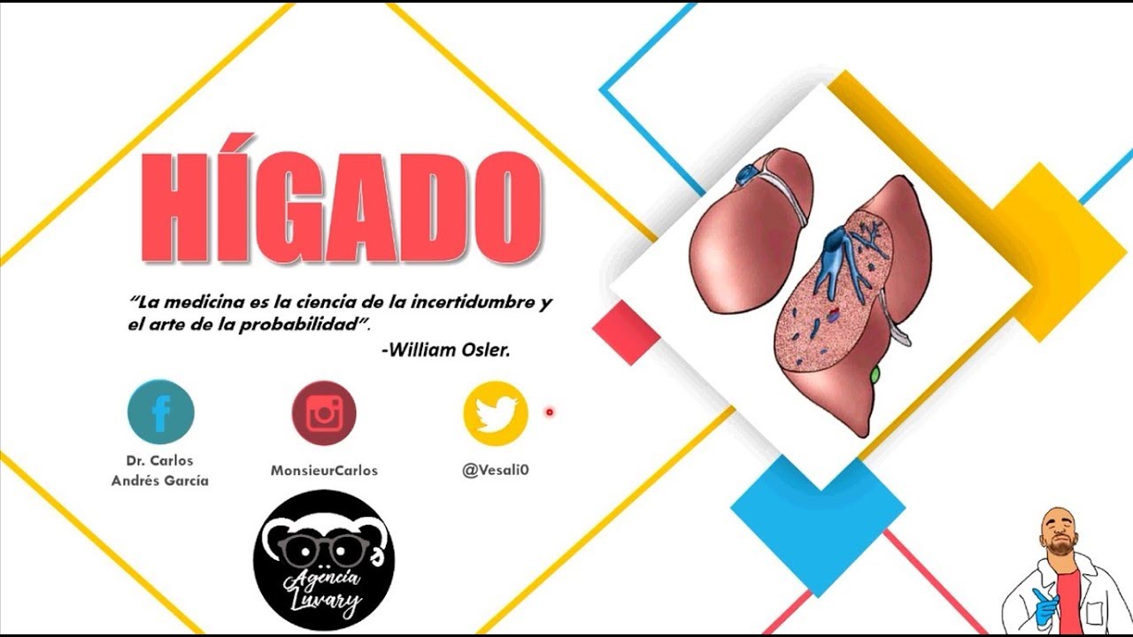 Anatomía - Hígado (Configuración Externa, Relaciones, Peritoneo y Ligamentos)