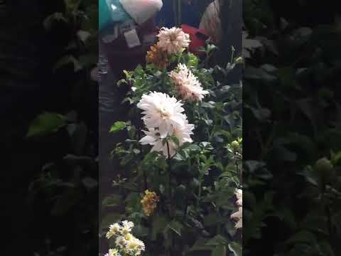 A bunch of beautiful flowers 🌹