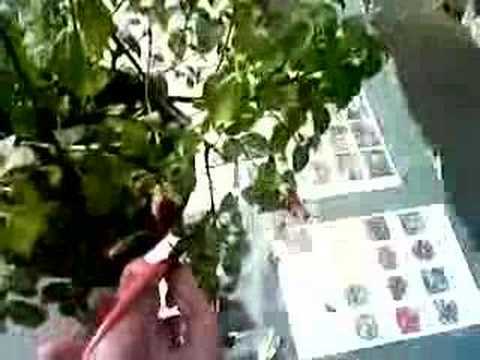 フクシアを剪定する時期 ハンギングポット 適度な大きさの形 コンパクトな茂みを保つ