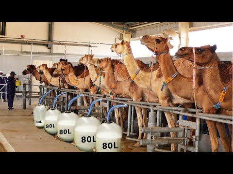 , title : 'Automatic Camel Milking Technology - Modern Camel Farming -  Amazing Camel Milk Product