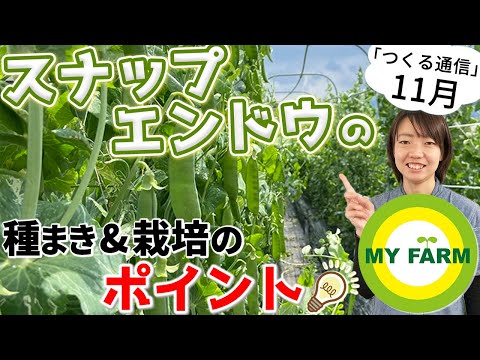 セイヨウエンドウ