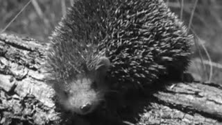 Cutest Animal in the World? | Zoo Quest to Madagascar | BBC Earth