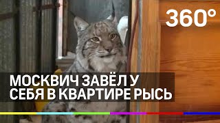 Москвич завел у себя в квартире рысь