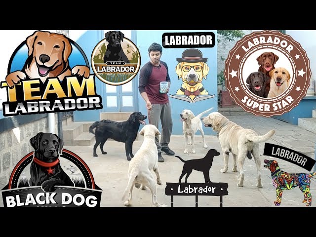 İngilizce'de labrador Video Telaffuz