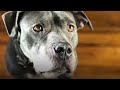 A Support Pit Bull S Fight Against Cancer Pet It Forward