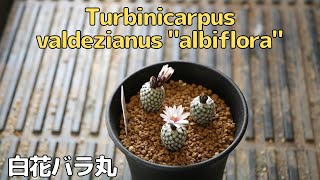 [品種紹介] Variety of cactus introduction サボテン Turbinicarpus valdezianus "albiflora" [ツルビニカルプス 白花バラ丸]