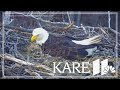 WATCH: Minnesota DNR's Nongame Wildlife EagleCam egg has hatched