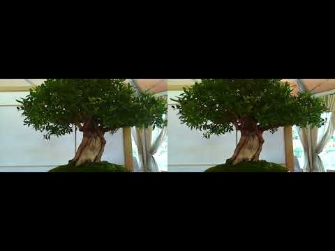 Stereoscopic - Rocky Mountain Bonsai Society - Show - Sept 4th 2022 - 5