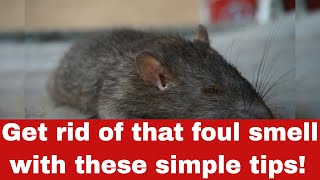 How To Get Rid Of Dead Animal Smell Outside in Simple Steps
