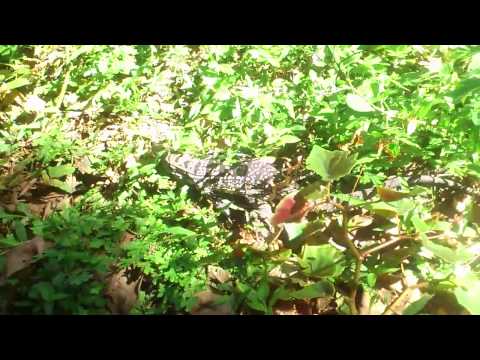 Lagarto en Cataratas Iguazu