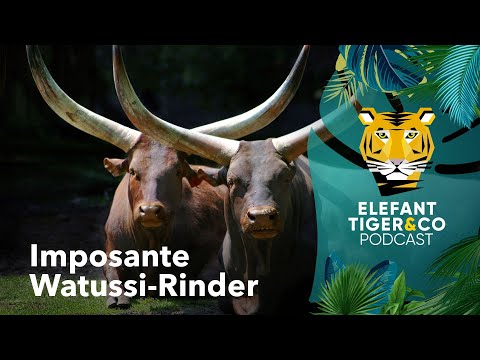 ETC-Podcast: Imposante Watussi-Rinder | Elefant, Tiger & Co. | MDR