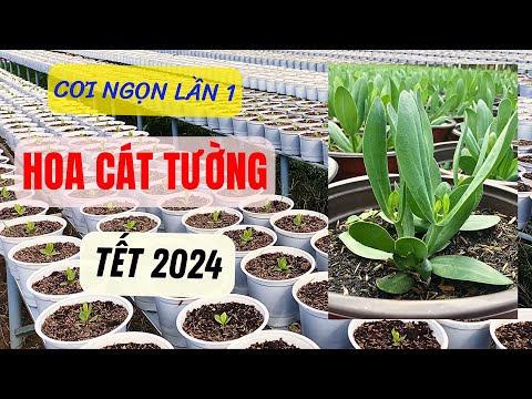Hoa Cát Tường Lần 1 de setembro de 2024