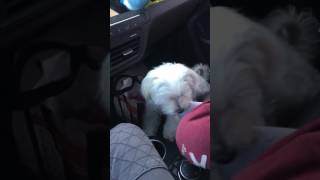 The Odin Hour - "Cant have any!"