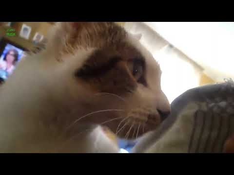 Y2Mate is   Funny Cats and Kittens Meowing Compilation DXUAyRRkI6k 480p 1640298835077