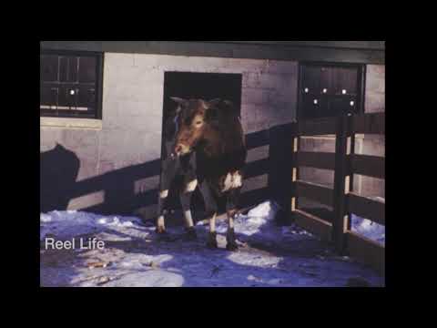 1945, Farm life part 3, the historic Mainstone Farm, Wayland, Massachusetts