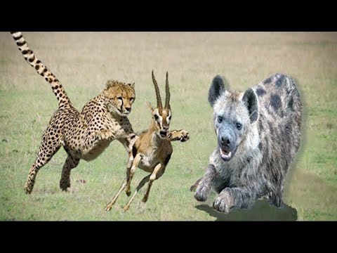 Hyena, Impala Attack Cheetah -  Buffalo Wild Animals Attack For Survival