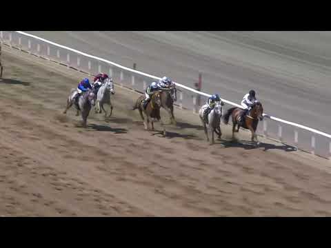 2021.06.06 Wathba Stallions Cup (SWE) - Ayman