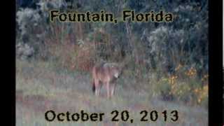 preview picture of video 'Coyote Encounter in Fountain, FL'