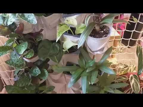 UPPDATERING AV HEMGJORD VÄXTVÄGG PLATS FÖR STICKLINGAR