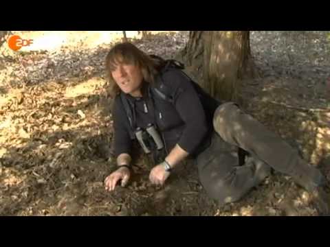 Andreas Kieling auf Wildschweinsuche