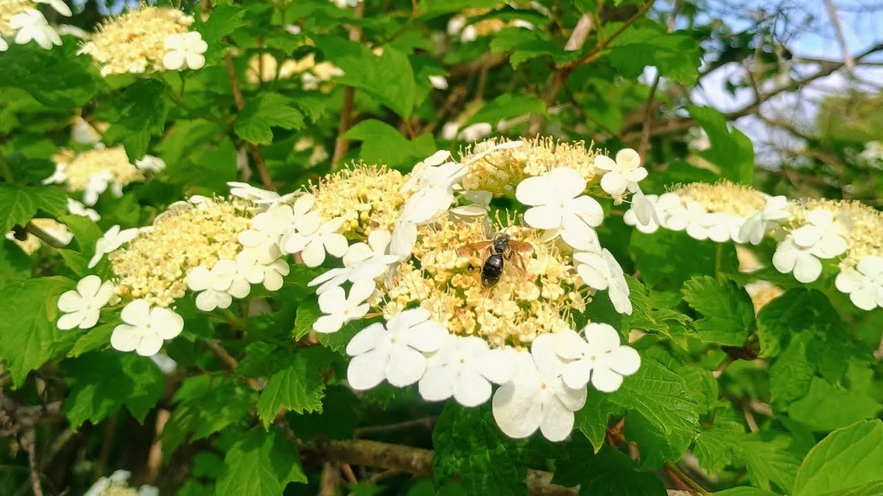 Brambleberry Farm Plant Inventory Walk Through, April 24, 2026