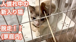 人慣れ中の多頭飼育崩壊猫、少し進歩？？シャムミックス