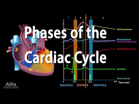 The Cardiac Cycle, Animation