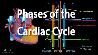 The Cardiac Cycle, Animation