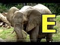ALPHABET ANIMALS PHONICS ALPHABET SONG Part 38 Toddlers Preschool K 3 StayHome WithMe