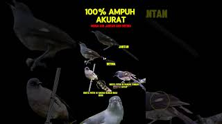 Download lagu ciri ciri murai air jantan dan betina #muraiair mp3