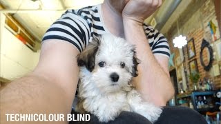 Technicolour Blind - VLOG - January 15