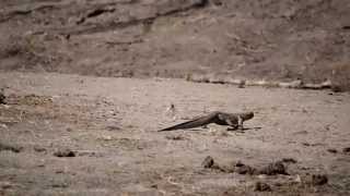 preview picture of video 'Monitor and Crocodile - Chobe River'