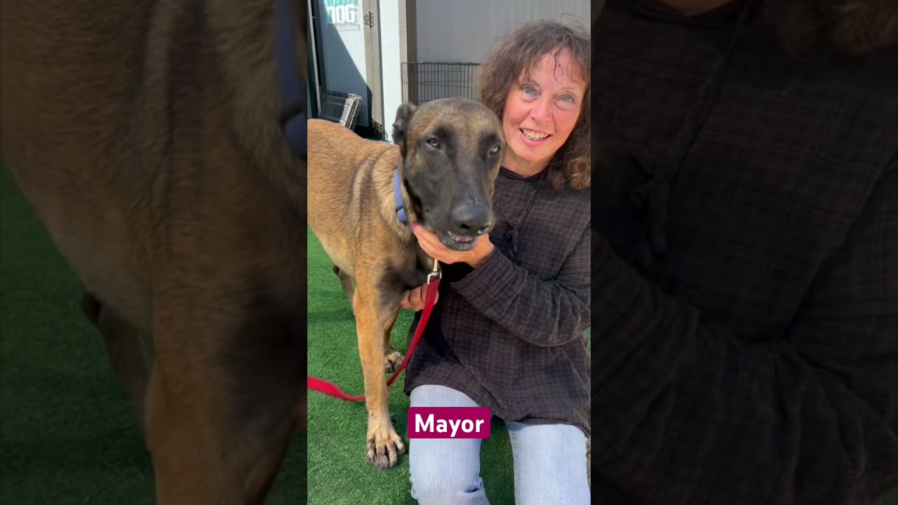 Mayor, a ADOPTABLE Belgian Shepherd / Malinois in Burbank, CA video 6/6