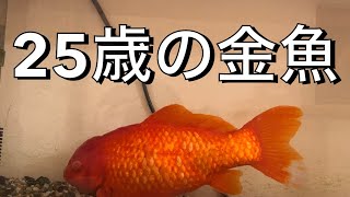 巨大金魚 25歳 ご長寿金魚  金魚年齢100歳以上