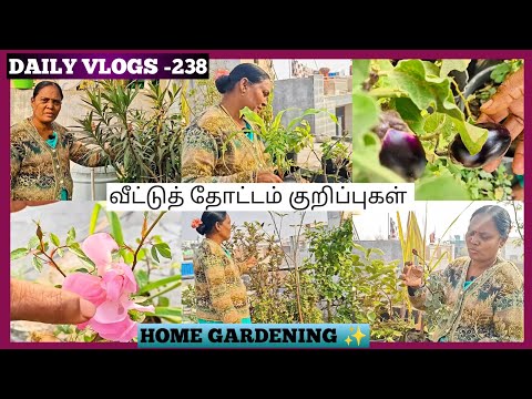 DAILY VLOGS -238 | வீட்டுத் தோட்டம் | TERRACE GARDENING ✨🎉| SIVAGAMI 