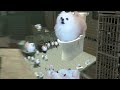 Skibidi Dog Toilet 17