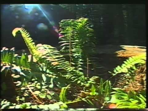 Wunderbarer Planet 06 Die großen Wälder