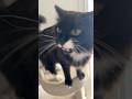 Cute Tuxedo Cat Says Hello
