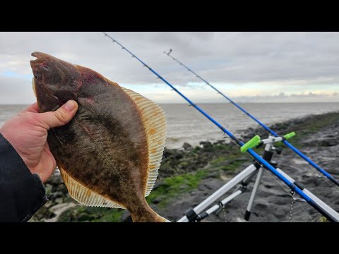 Angeln auf Seequappe - Plattfisch - Wittlinge und Misson JJs erster Fisch 2025