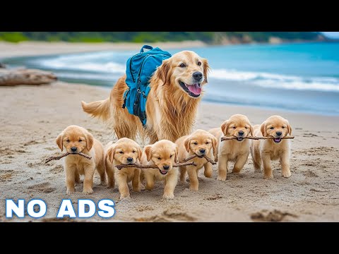 12 Hours of Dog Calming Music for Dogs 🐾 Anti Separation Anxiety Relief Music🐶Sleep dog Healing🎵