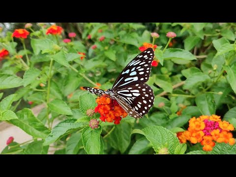 cocoon - Affirmations