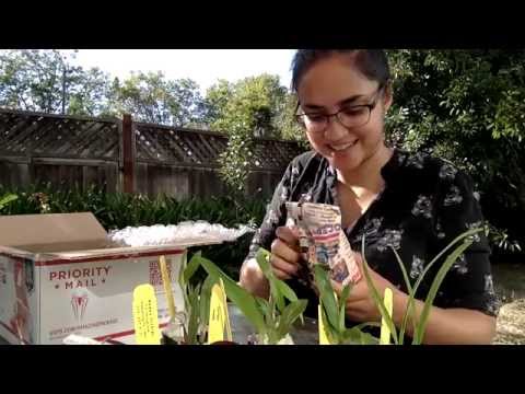 Unboxing: Wade's Orchids